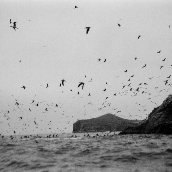 דנה לב לבנת, ללא כותרת, 2022, צילום אנלוגי, הזרקת דיו על נייר ארכיבי