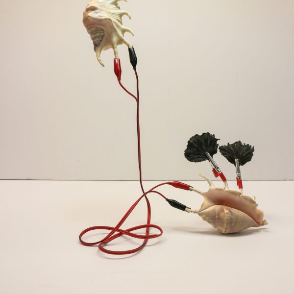 ענבל הופמן, מדע 52, 2018, טכניקה מעורבת